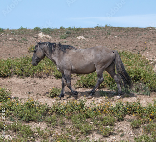 Wild Horse Grulla Gray colored Band Stallion in the Pryor Mountain wild horse range in Montana – Wyoming USA.