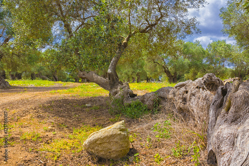 The centuries old olive tree