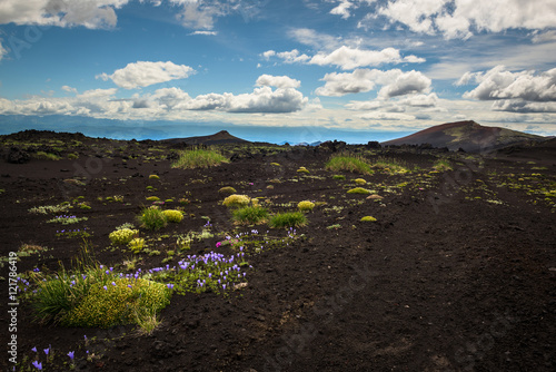 Flowers in a desert-like landscape on the slopes of Tolbachik Volcano, Kamchatka, Russia
