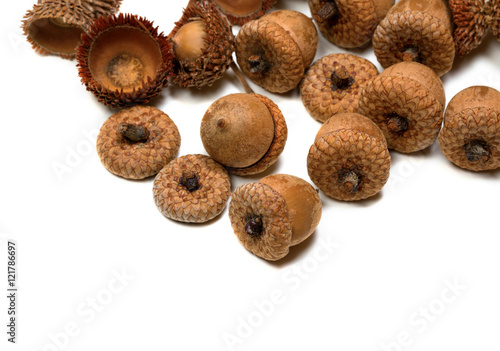 Autumn acorns from oak
