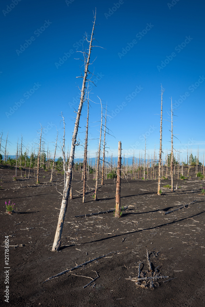 Tolbachik dead forest, a silent witness of a disaster, Kamchatka, Russia