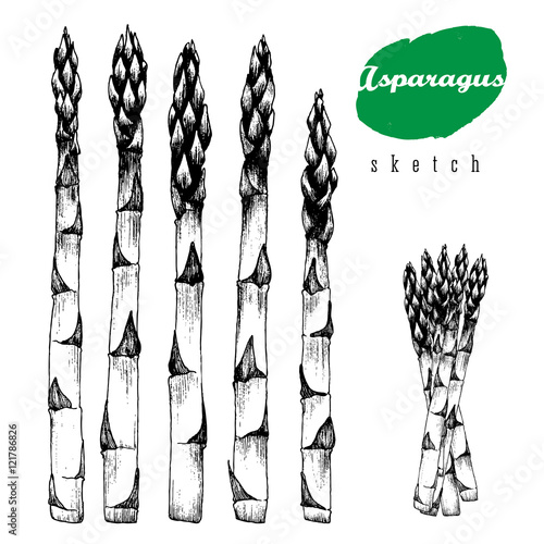 5 stalks of asparagus and bundle of asparagus vector isolated sketch hand drawn black illustration on white background.