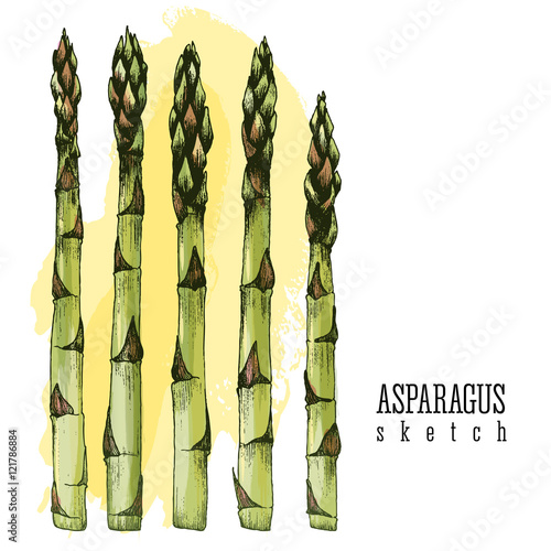 5 stalks of asparagus vector isolated collection sketch hand drawn color illustration on white and yellow background.