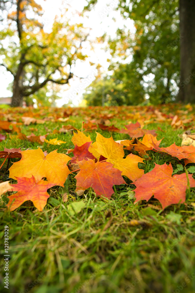 Colorful maple tree leaves on the ground. Colorful maple tree leaves on the ground.