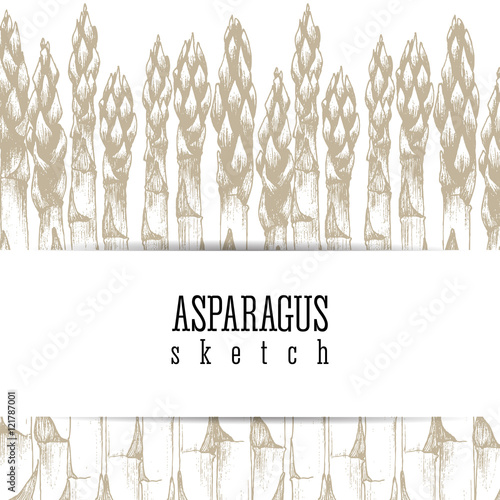 Stalks of asparagus background vector isolated sketch hand drawn colorful illustration. Design layout.