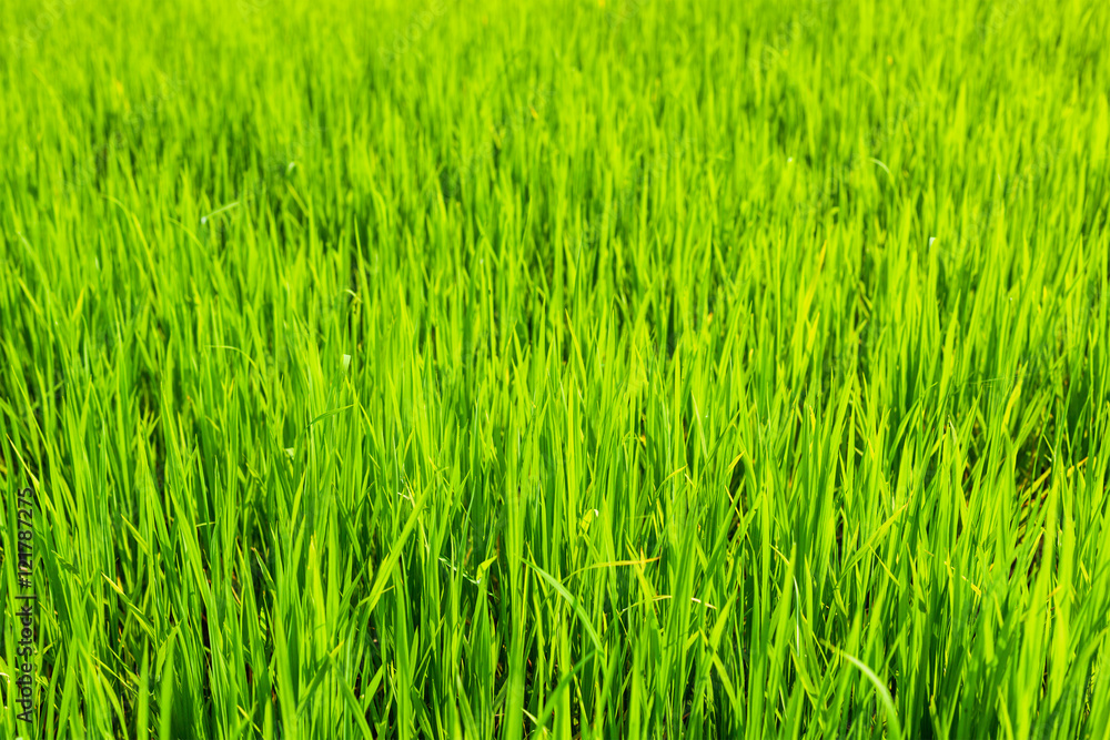 Rice close up, India