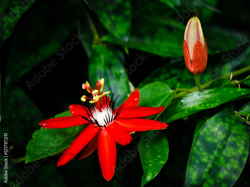 Red Passion Flower