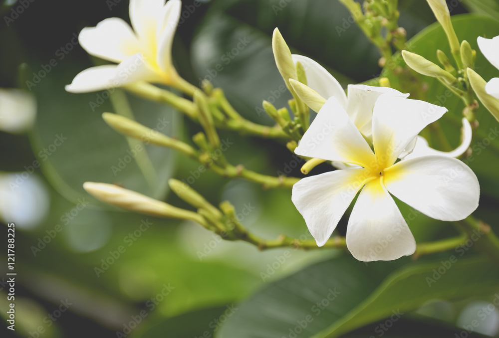 Obraz premium Plumeria