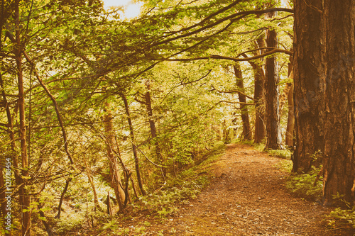 View through English woodland in the summer