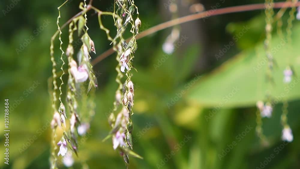 Swaying Alligator Flag or Water Canna flower Swaying Alligator Flag or Water Canna flower