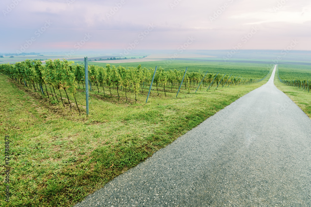 Long straight road by the grape vineyard rows on viticulture field at cloudy morning