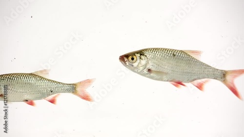 rudd swims in water on white screen photo