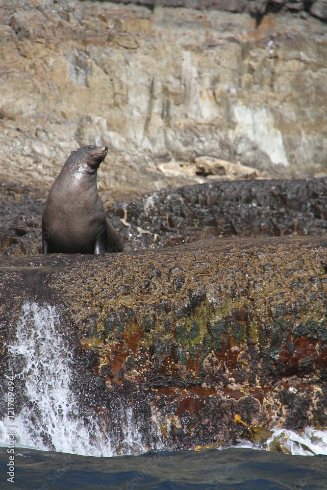 Obraz premium Seal on a rock