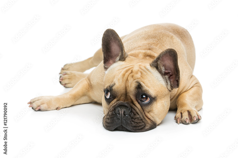 Beautiful french bulldog dog - obrazy, fototapety, plakaty 