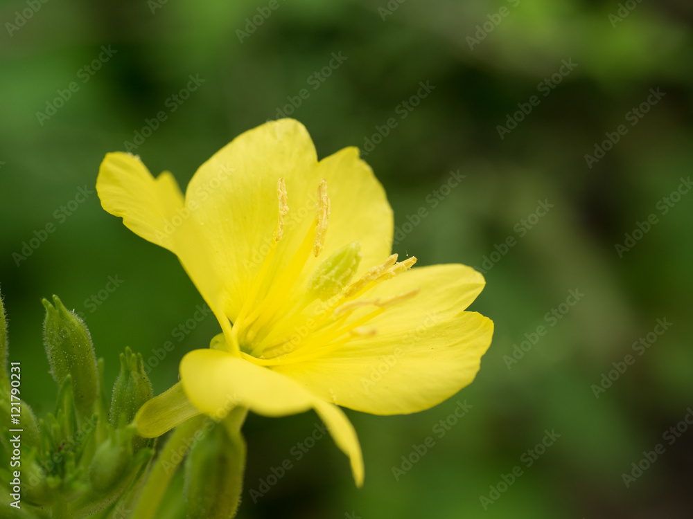 Obraz premium evening primrose