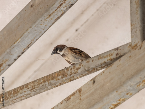 Sparrows hold mouth carry scrap wood to nest