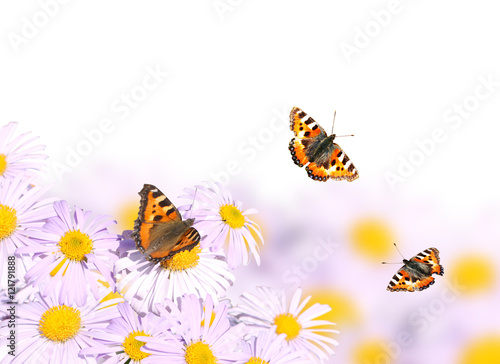 Butterflies flying over flowers © frenta