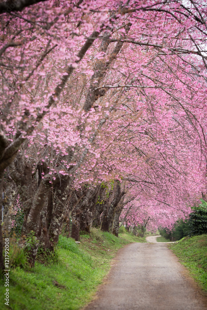 Cherry Blossom Pathway in Chiang Mai, Thailand Cherry Blossom Pathway in Chiang Mai, Thailand