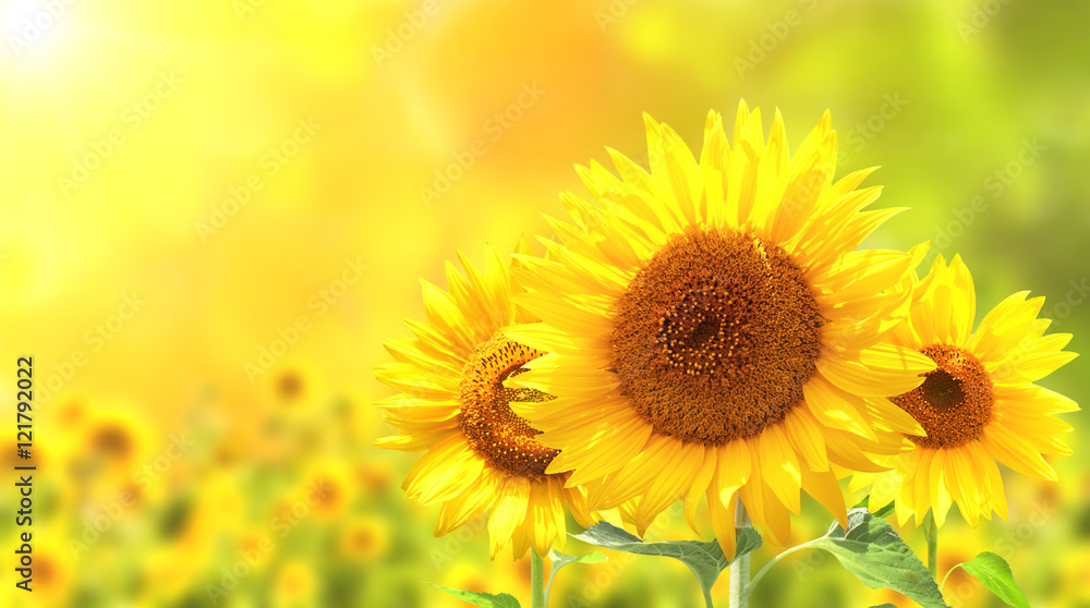 Obraz premium Słoneczniki na zamazanym pogodnym tle