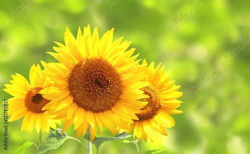 Fototapeta Naklejka Na Ścianę i Meble -  Sunflowers on blurred sunny background