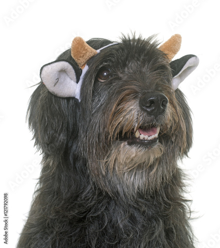 pyrenean shepherd in studio