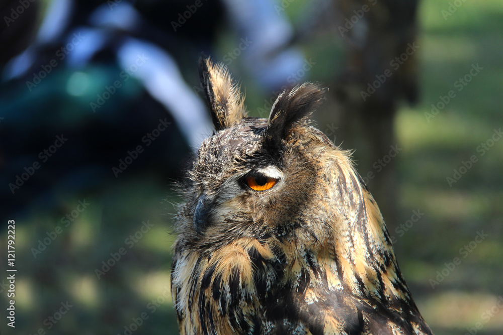 Fototapeta premium Bird of prey / owl