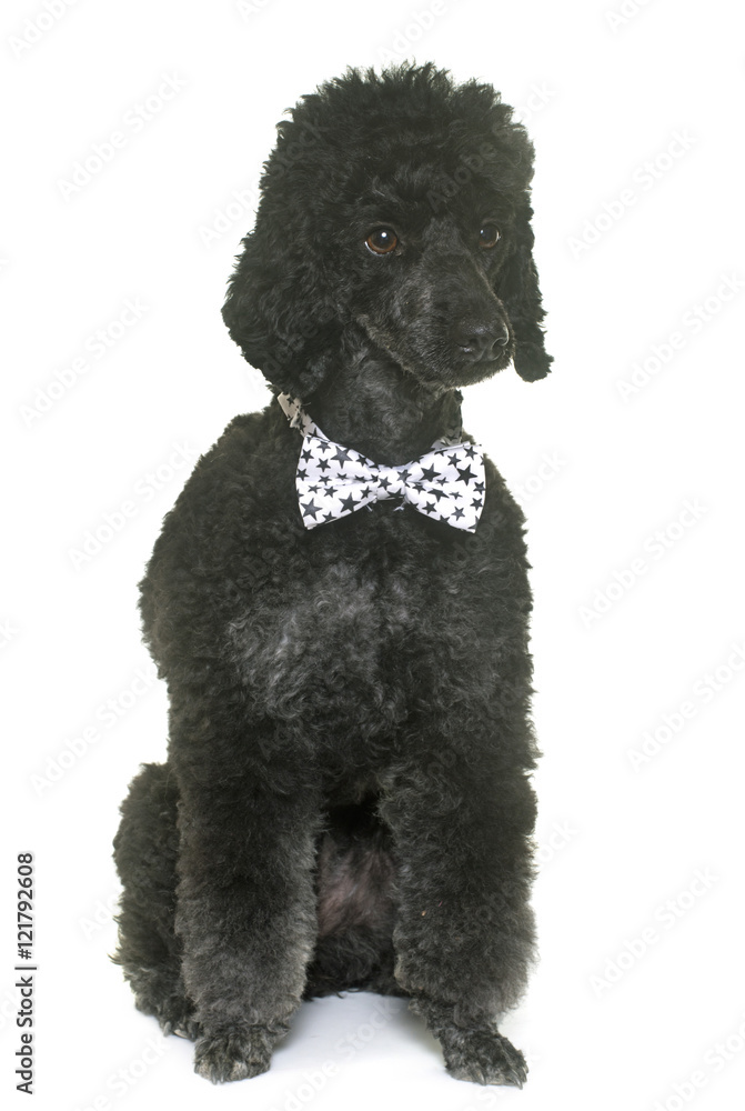 black poodle in studio black poodle in studio