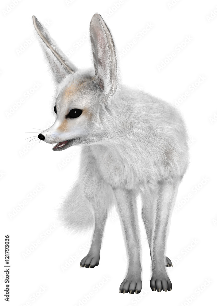 Fototapeta premium 3D Rendering Fennec Fox on White