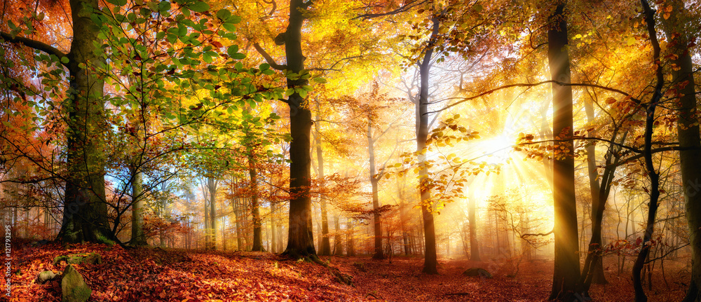 Fototapeta premium Sonne scheint in einem bunten Wald im Herbst bei Nebel