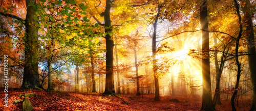 Sonne scheint in einem bunten Wald im Herbst bei Nebel © Smileus