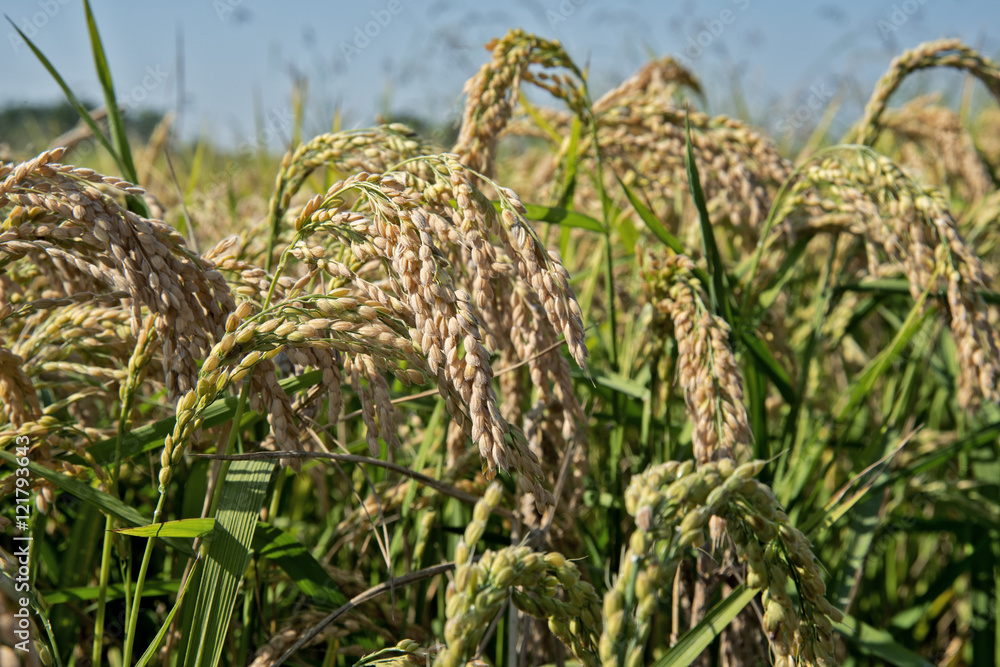 Obraz premium Ears of rice in paddy field