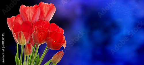 Beautiful flowers tulips