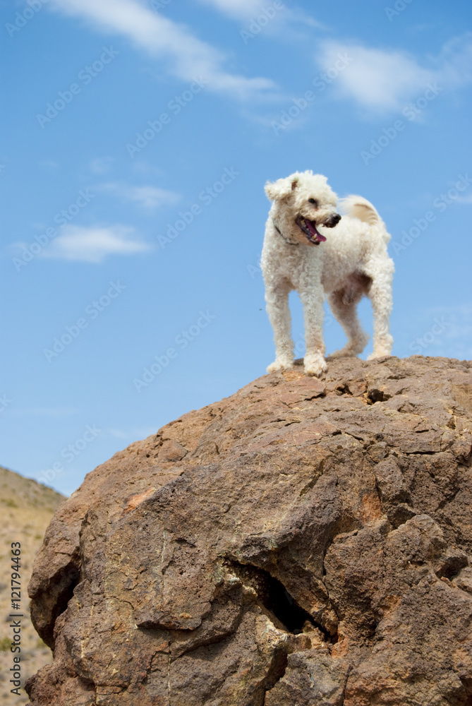 Perro en la roca