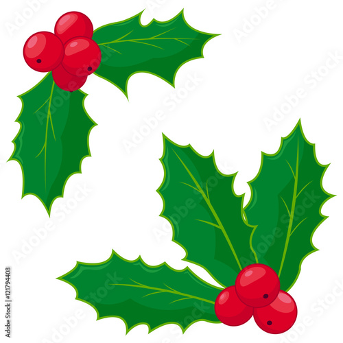 Holly berry sprigs. Vector illustration