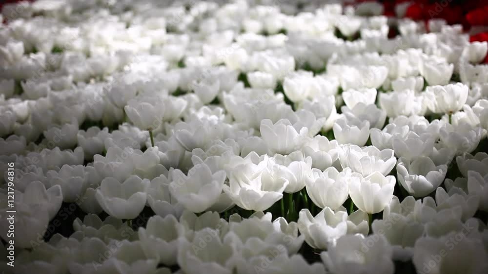 images of tulips in spring images of tulips in spring