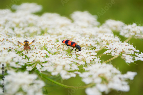 insect enjoys flower