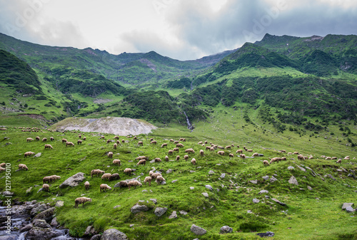 Sheeps on a pasture next to Transfagarasan Road in southern section of Carpathian Mountains in Romania