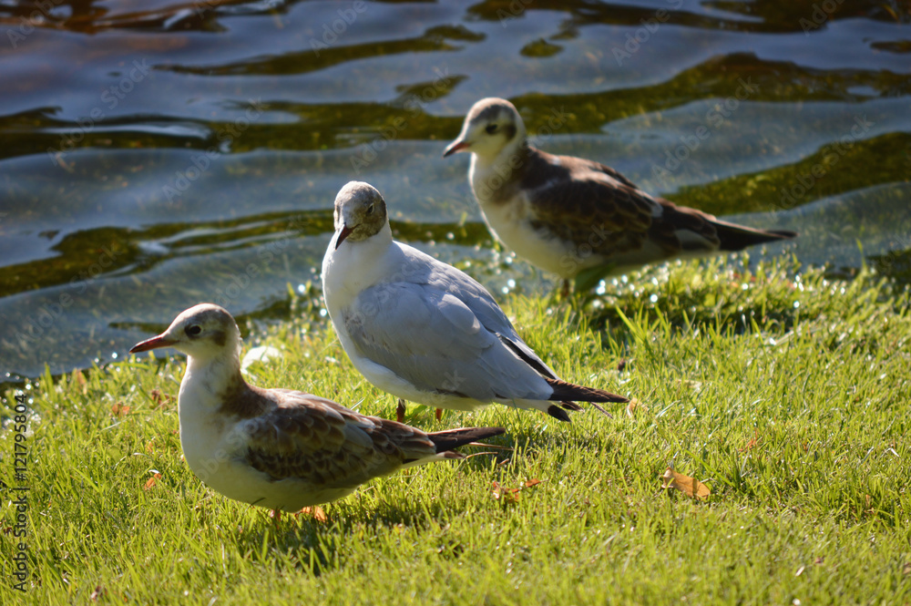 Sea Gulls