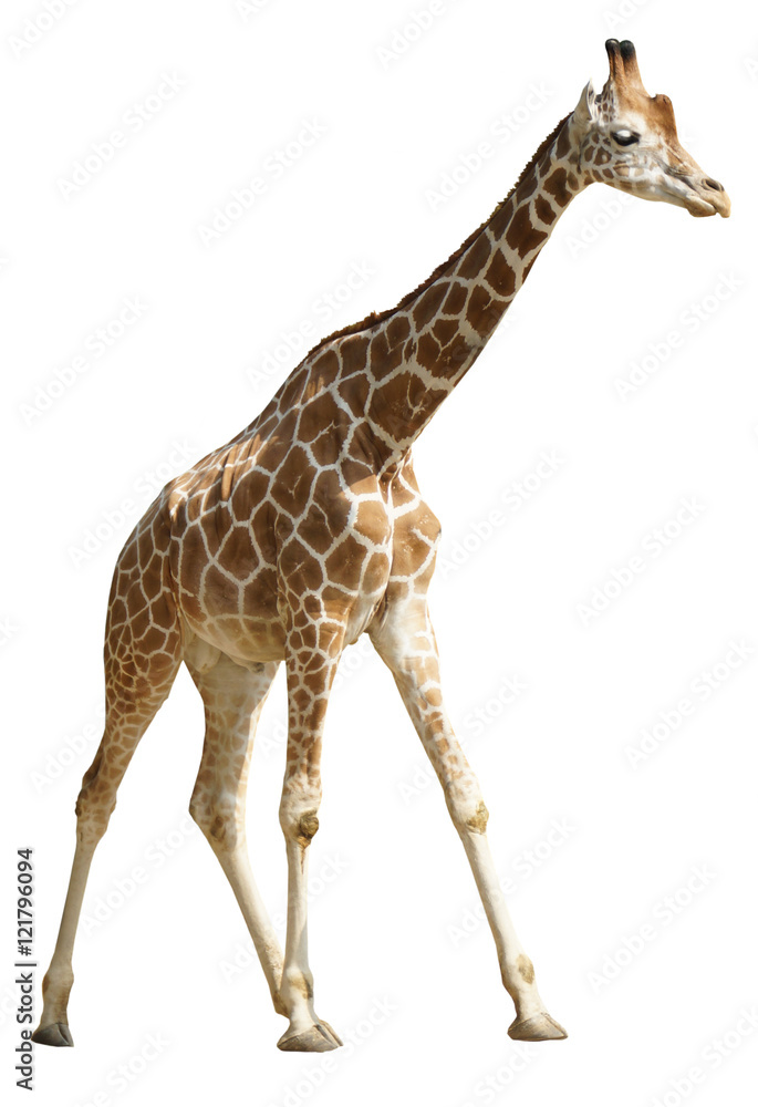 Fototapeta premium Giraffe freigestellt