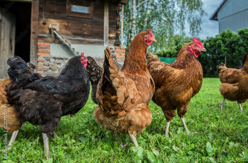 free range chicken farm in a village in Poland