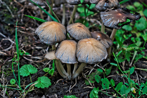 Closeup of small mushrooms in the grass