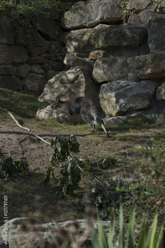 At The Zoo