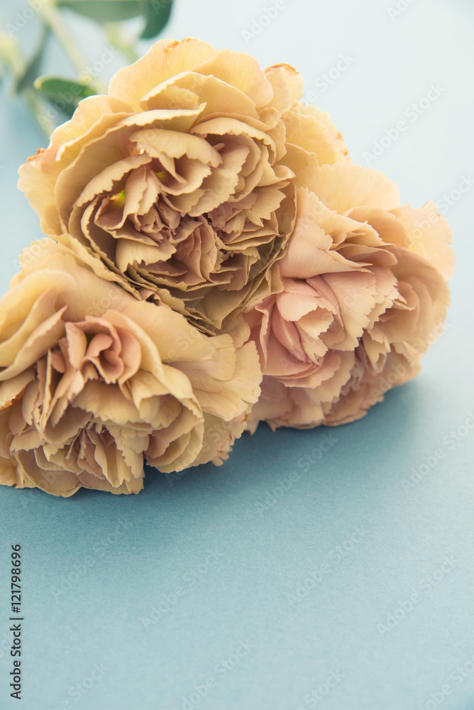 ベージュのカーネーション Stock 写真 Adobe Stock