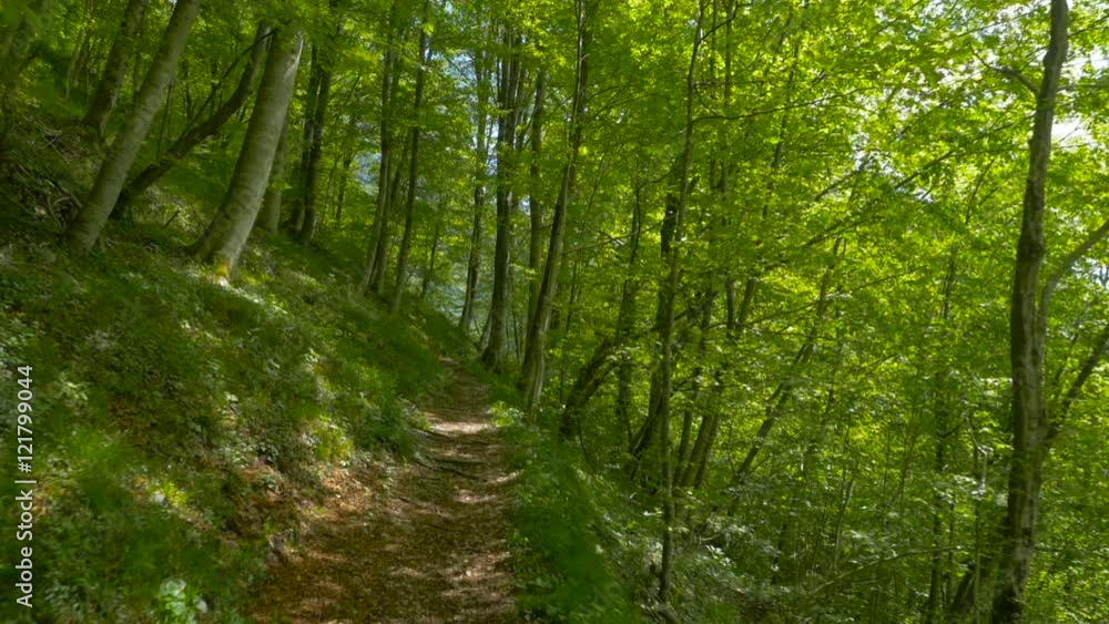 Steadicam shot of walking on a narrow path through a beautiful green forest.
Steadicam shot of walking on a narrow path through a beautiful green forest.
