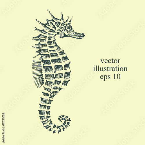 Natural hand drawn illustration of sea horse