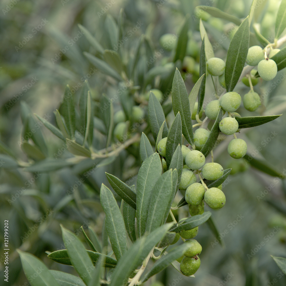 Obraz premium Olives on a branch