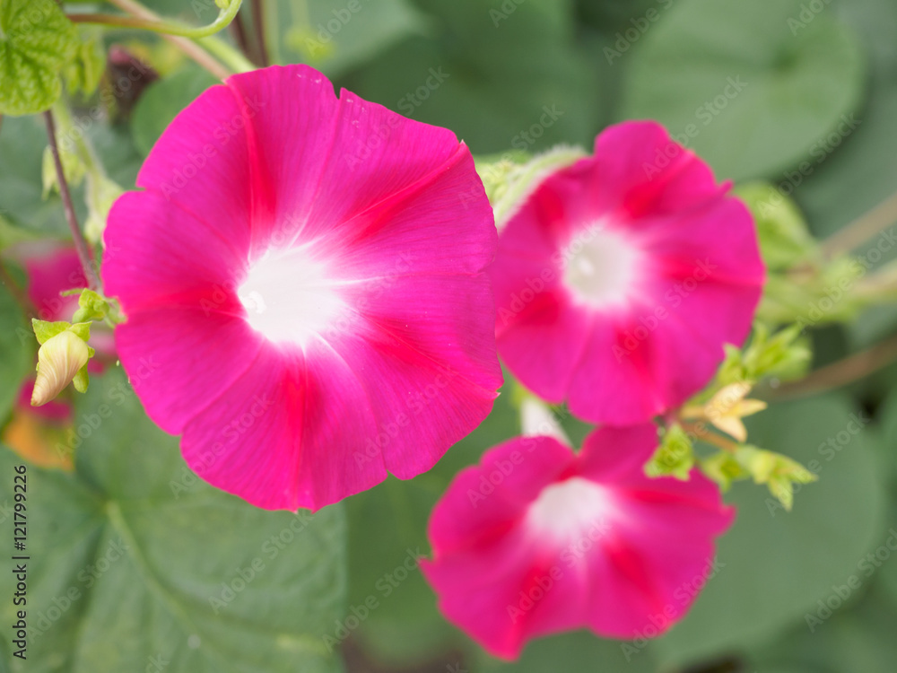 Fototapeta premium Morning glory