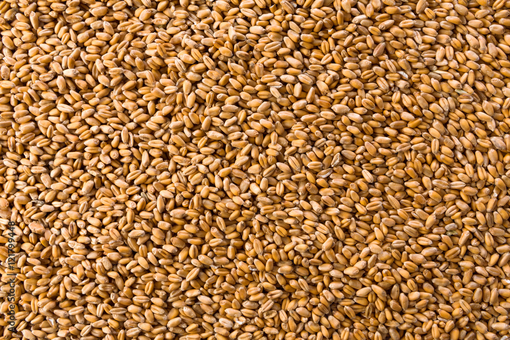 Processed organic wheat grains texture background Processed organic wheat grains texture background