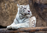 Bengal Tiger - a rare subspecies, is included in the IUCN Red List