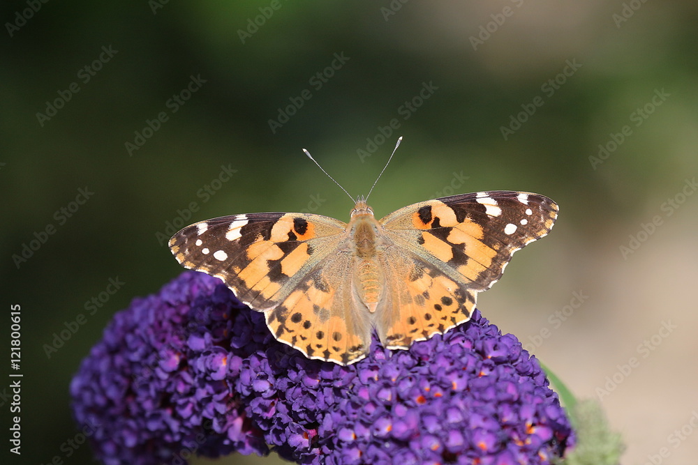 Distelfalter auf Sommerflieder, Schmetterling, Vanessa cardui Distelfalter auf Sommerflieder, Schmetterling, Vanessa cardui